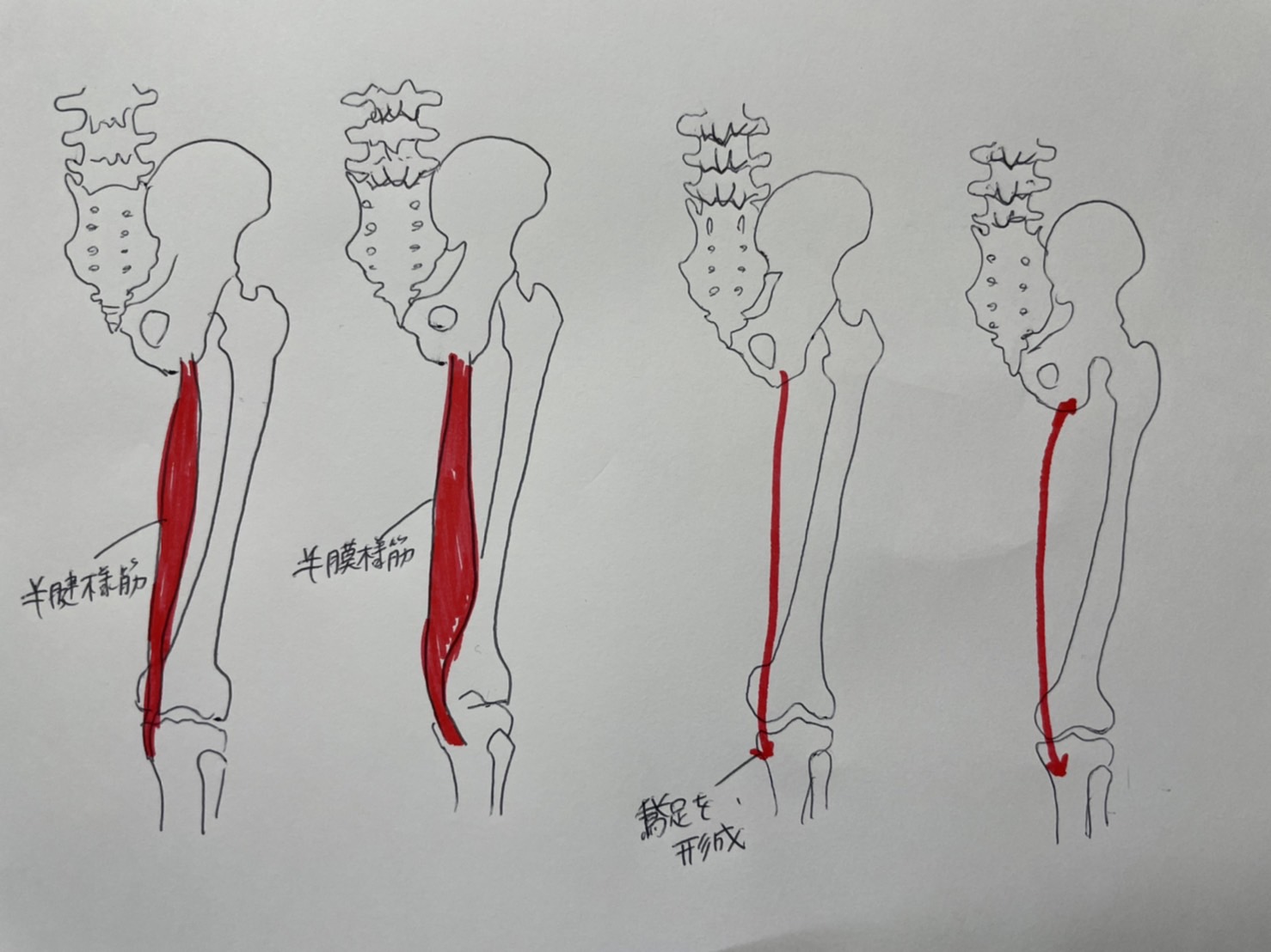 半腱様筋と半膜様筋 龍ヶ崎市にある整体院 すーさん夫婦の整体院