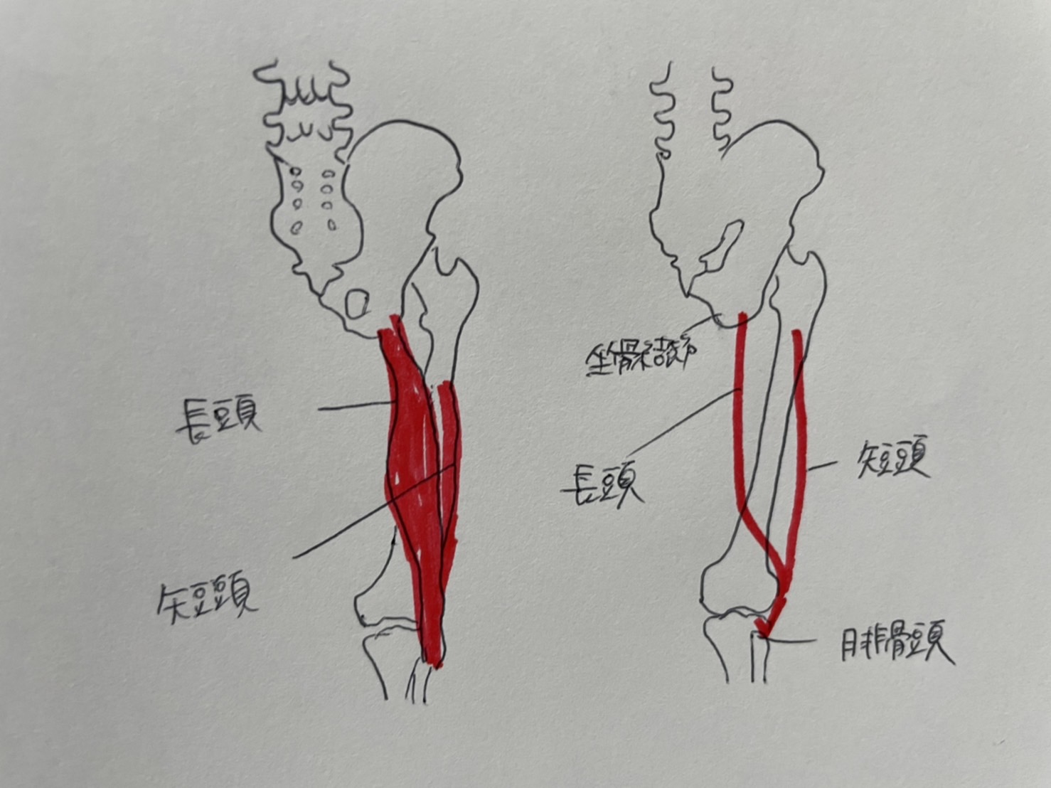 大腿二頭筋腱